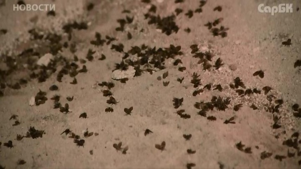 В Новосибирске пока не ожидается появление в магазинах муки из мух - МК Новосиби